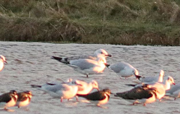 Caspian Gull - 29-11-2018