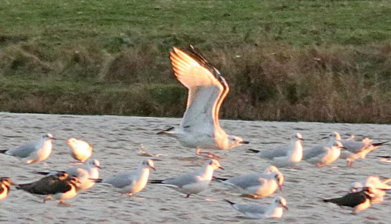 Caspian Gull - 29-11-2018