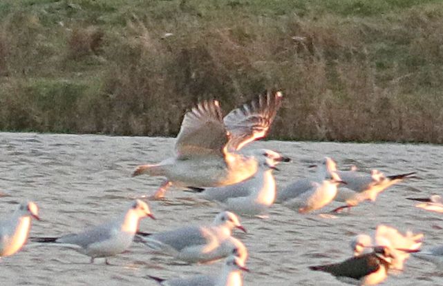 Caspian Gull - 29-11-2018