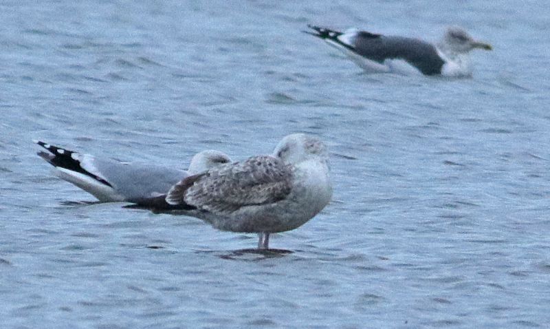 Caspian Gull - 02-12-2018