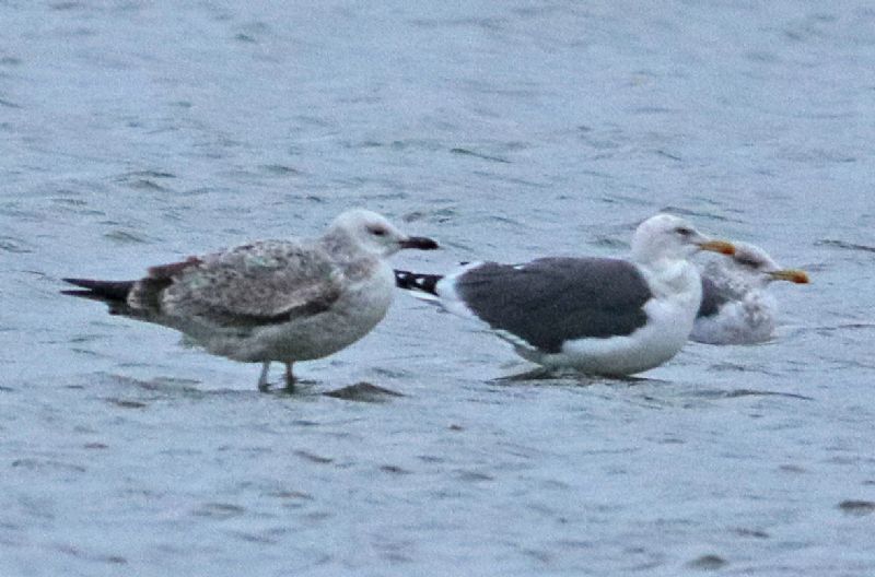 Caspian Gull - 02-12-2018