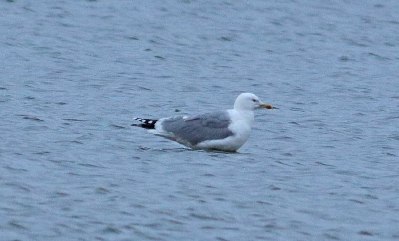 Yellow-legged Gull - 02-12-2018