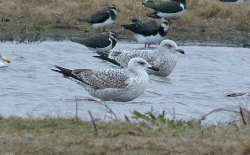 Yellow-legged Gull - 02-12-2018