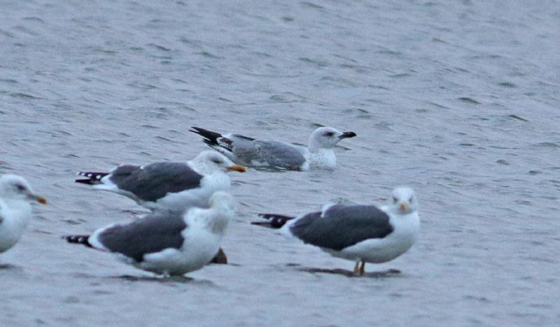 Yellow-legged Gull - 02-12-2018