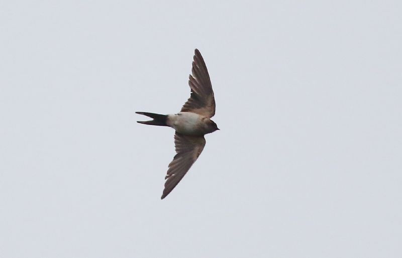 Red-rumped Swallow - 05-12-2018