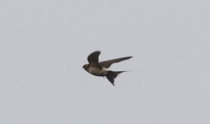 Red-rumped Swallow - 05-12-2018