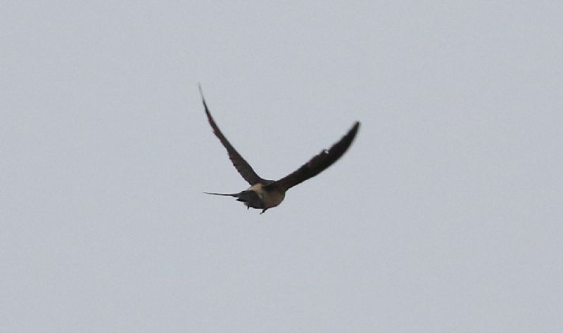 Red-rumped Swallow - 05-12-2018