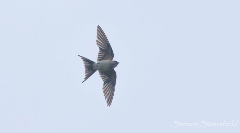 Red-rumped Swallow - 05-12-2018