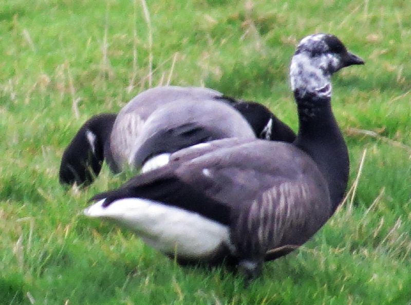 Dark-bellied Brent Goose - 26-12-2018