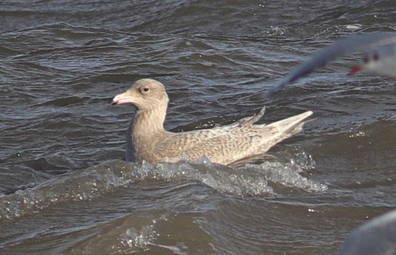 Glaucous Gull - 09-01-2019