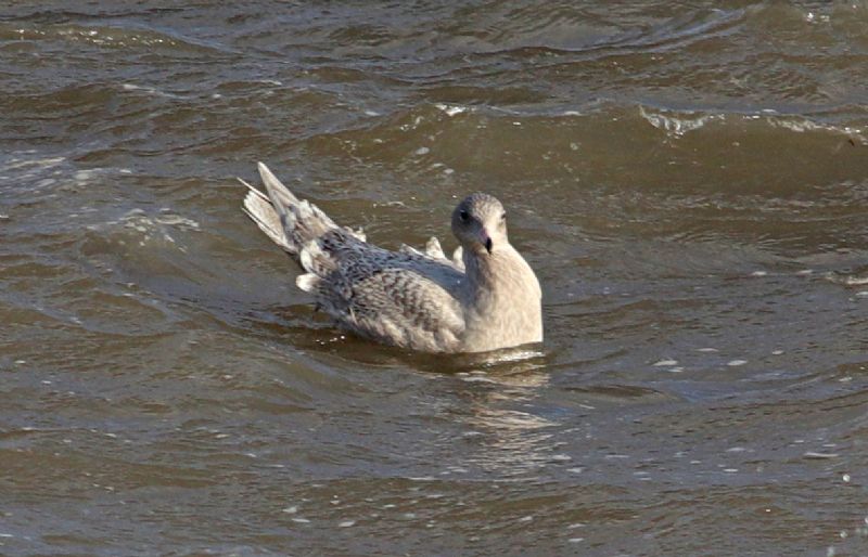 Glaucous Gull - 09-01-2019