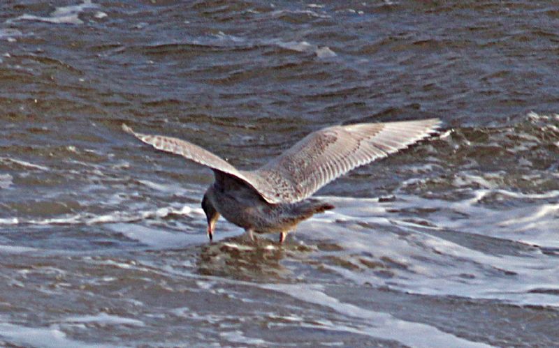 Glaucous Gull - 09-01-2019