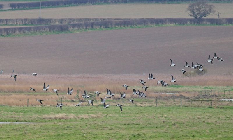 Barnacle Goose - 13-01-2019