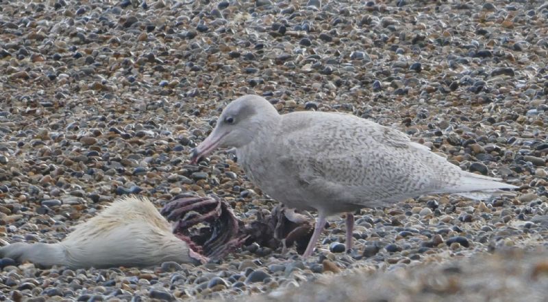 Glaucous Gull - 23-01-2019