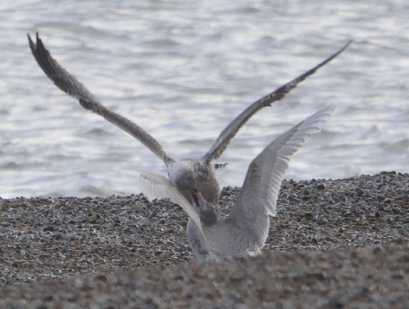 Glaucous Gull - 23-01-2019