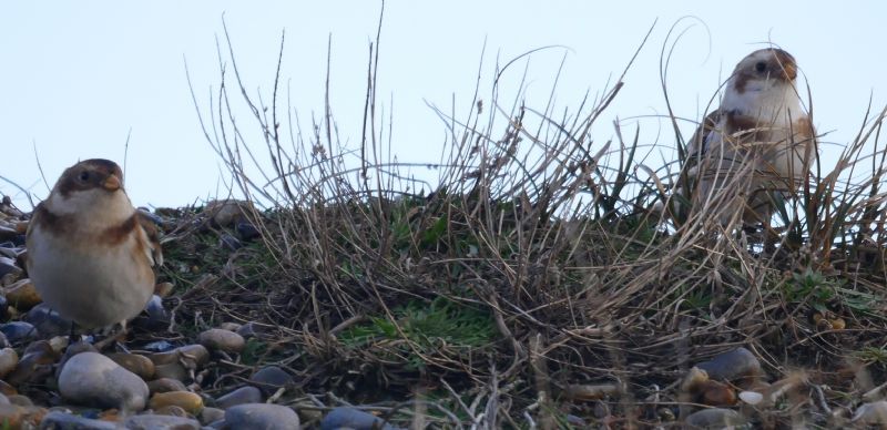 Snow Bunting - 23-01-2019