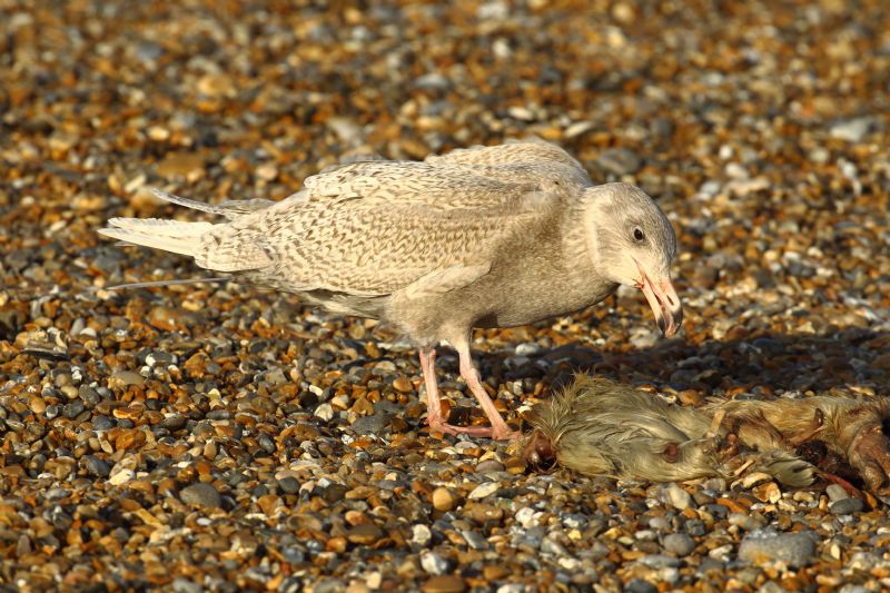 Glaucous Gull - 17-01-2019