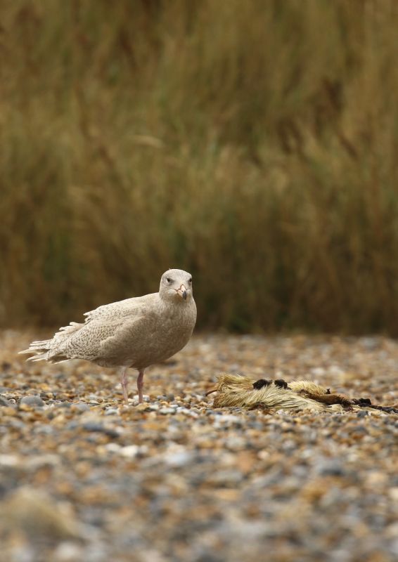 Glaucous Gull - 17-01-2019