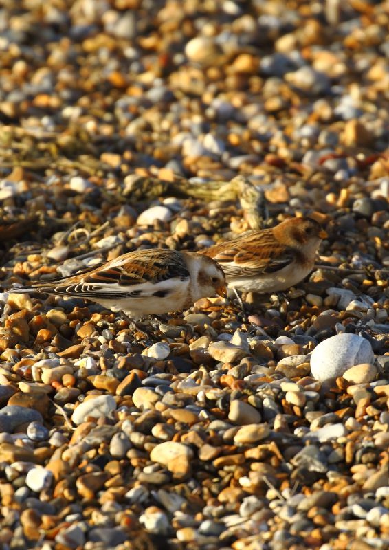 Snow Bunting - 17-01-2019