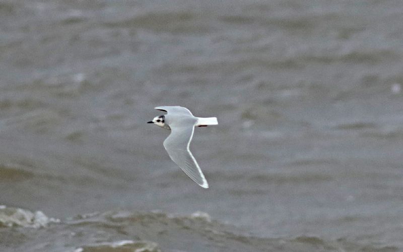 Little Gull - 02-02-2019