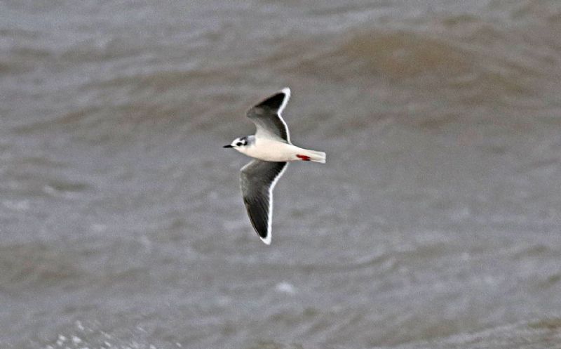 Little Gull - 02-02-2019