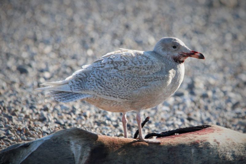 Glaucous Gull - 15-02-2019