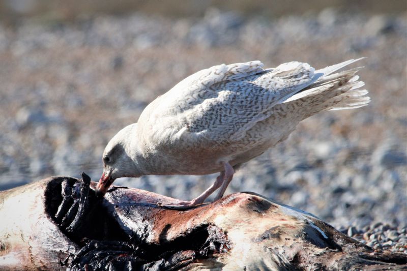 Glaucous Gull - 15-02-2019