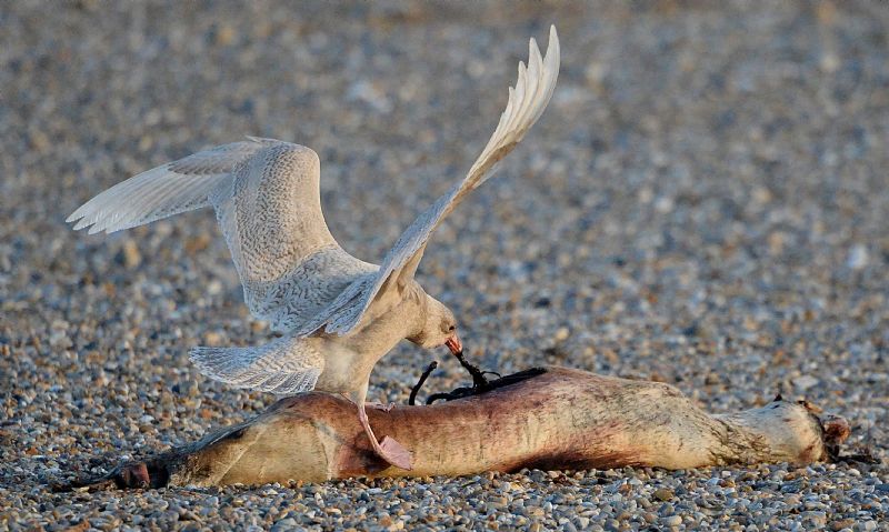 Glaucous Gull - 17-02-2019