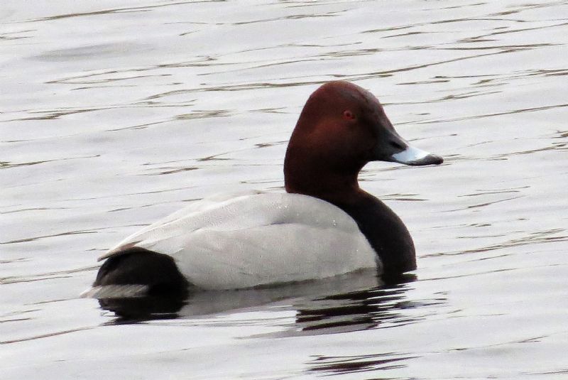 Pochard - 20-02-2019