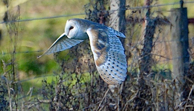 Barn Owl - 16-02-2019