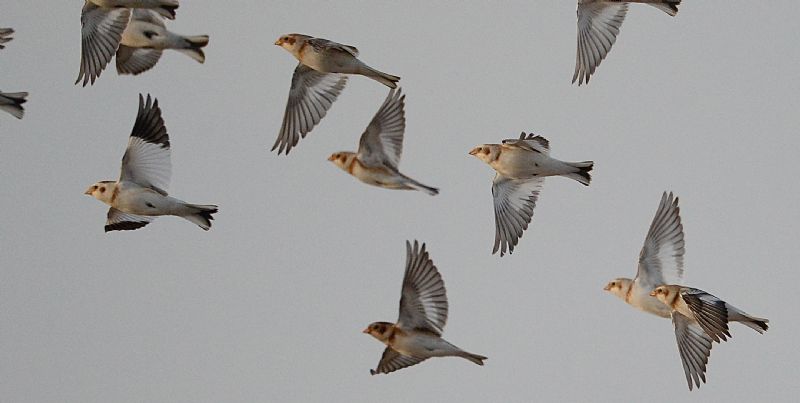 Snow Bunting - 17-02-2019