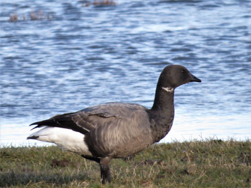 Dark-bellied Brent Goose - 17-03-2019