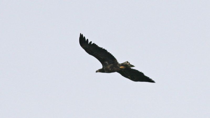 White-tailed Eagle - 22-03-2019