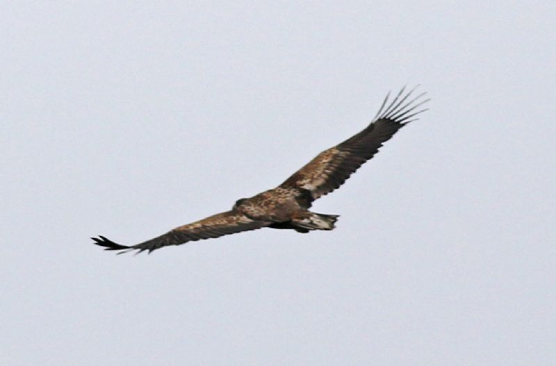 White-tailed Eagle - 22-03-2019