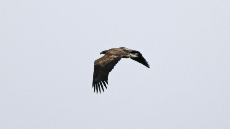 White-tailed Eagle - 22-03-2019