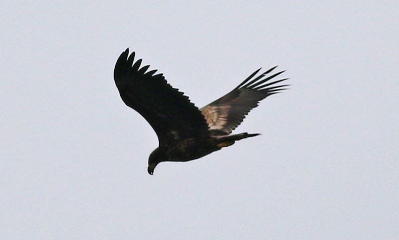 White-tailed Eagle - 22-03-2019