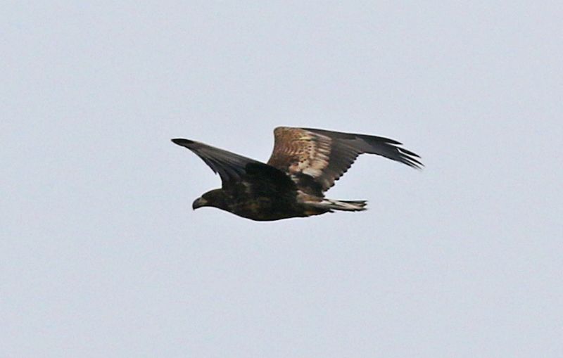 White-tailed Eagle - 22-03-2019