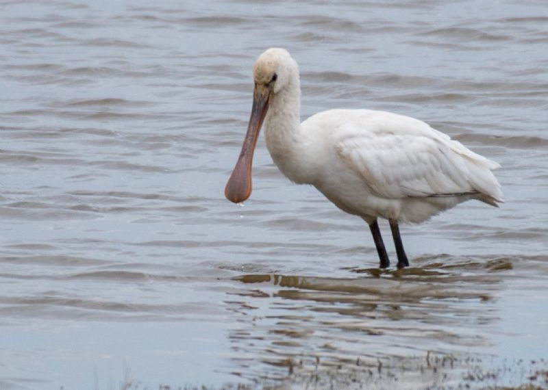 Spoonbill - 27-03-2019