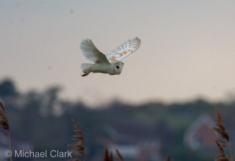 Barn Owl - 26-03-2019