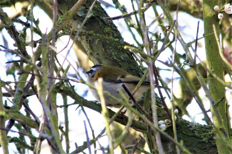 Firecrest - 05-04-2019