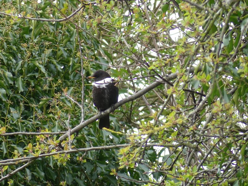 Ring Ouzel - 06-04-2019