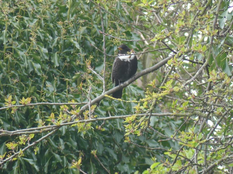 Ring Ouzel - 06-04-2019