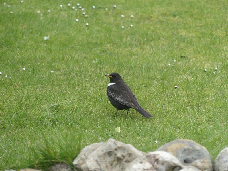 Ring Ouzel - 06-04-2019