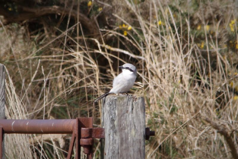 Great Grey Shrike - 11-04-2019