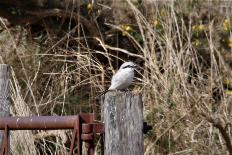 Great Grey Shrike - 11-04-2019