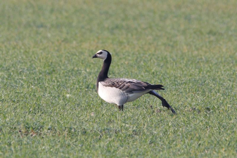 Barnacle Goose - 19-04-2019