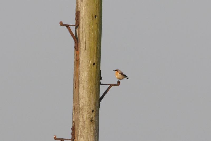 Wheatear - 19-04-2019