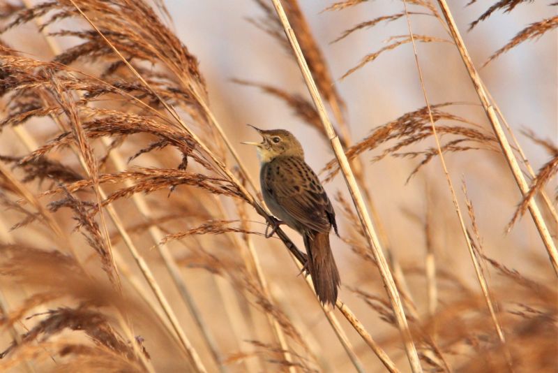 Grasshopper Warbler - 19-04-2019