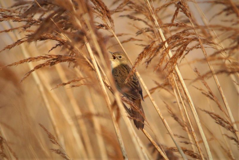 Grasshopper Warbler - 19-04-2019