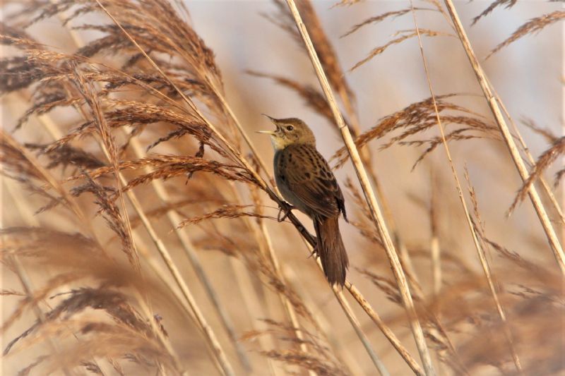 Grasshopper Warbler - 19-04-2019